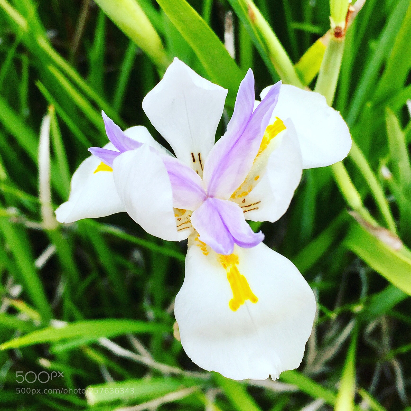 Apple iPhone 6 sample photo. Iris photography