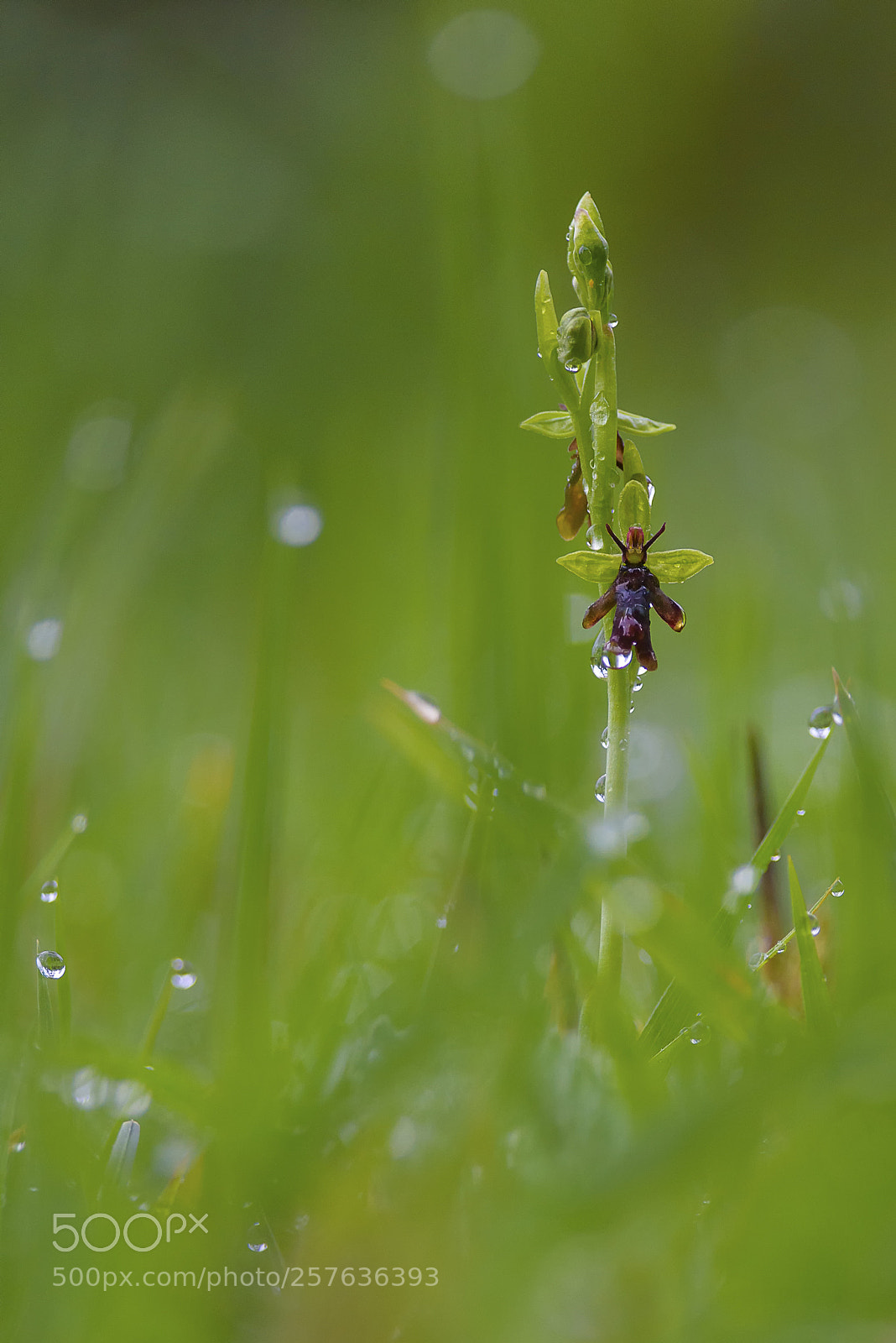 Nikon D750 sample photo. Fly orchid photography