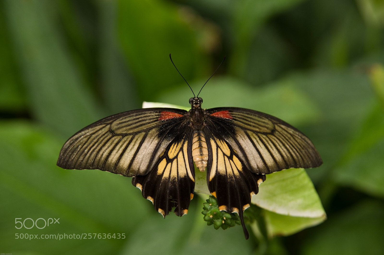 Pentax K-3 sample photo. Yellow butterfly photography