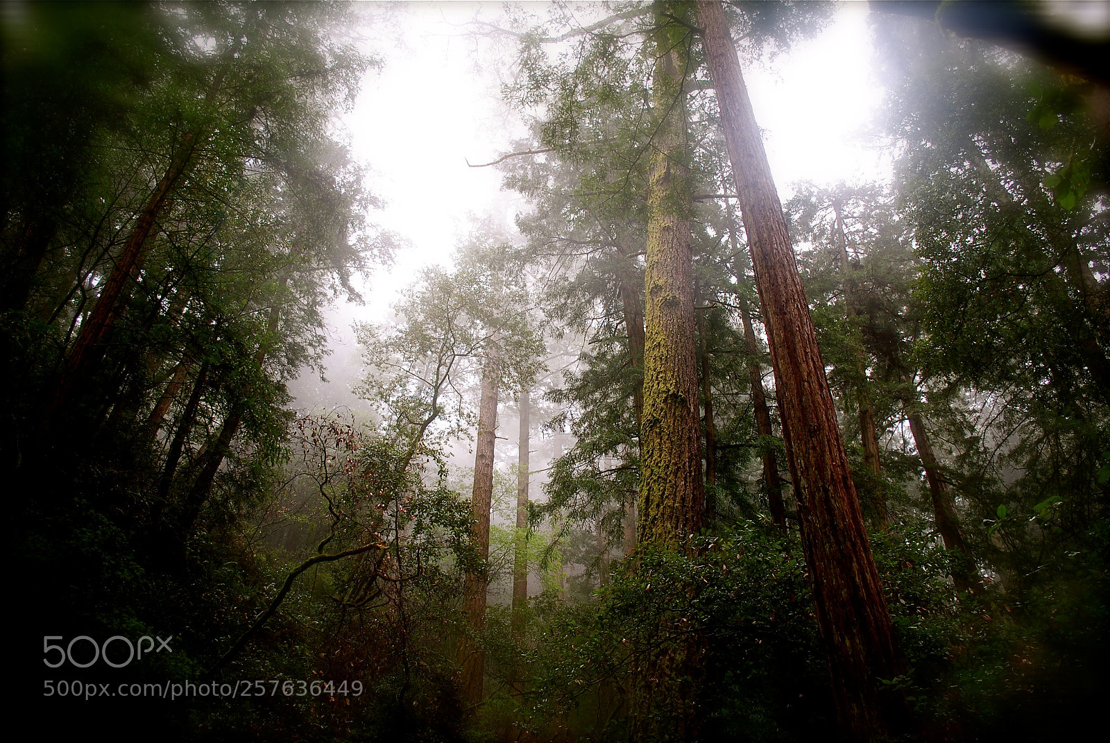 Nikon D3000 sample photo. Muir woods photography