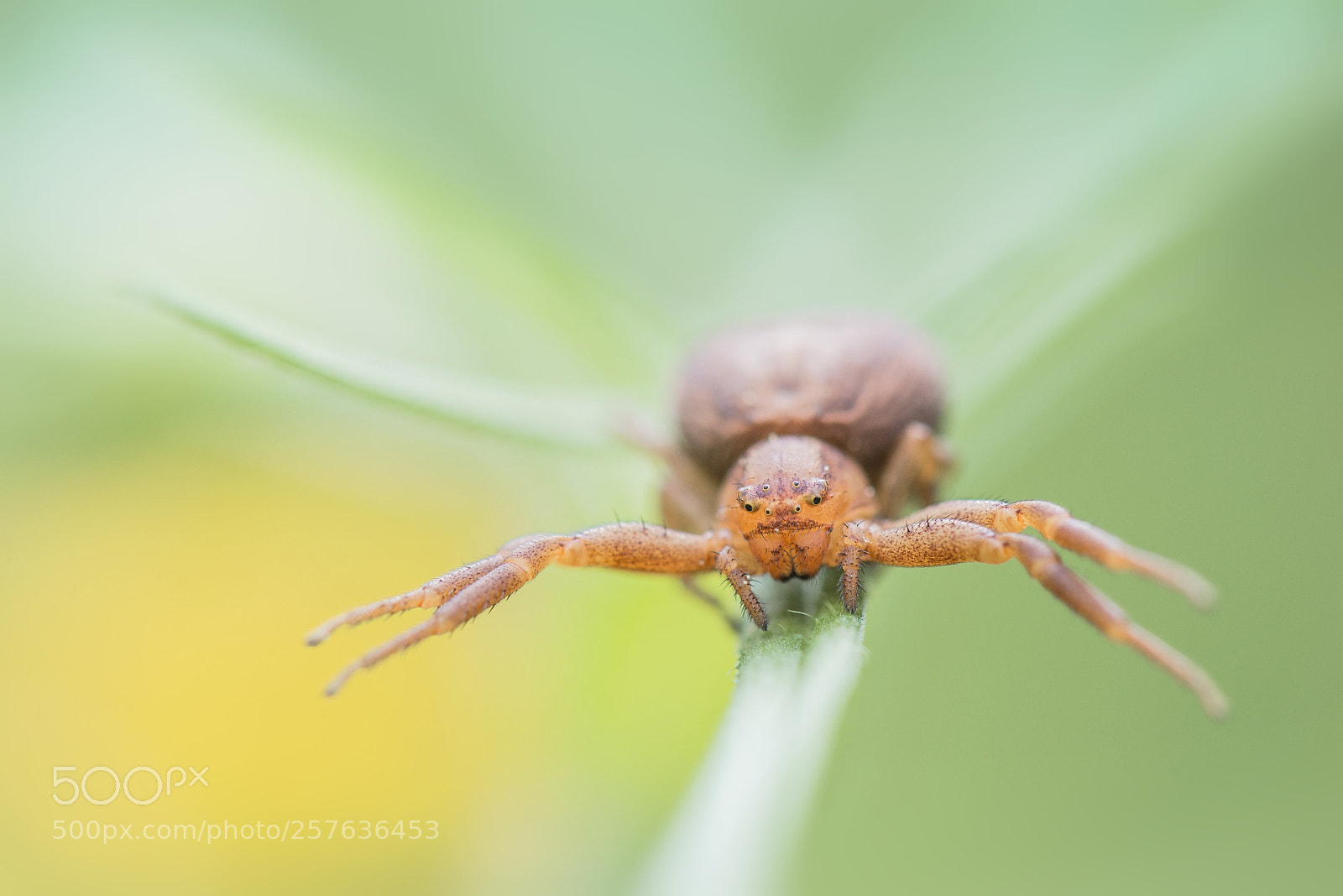 Nikon D610 sample photo. Krabbenspinne photography