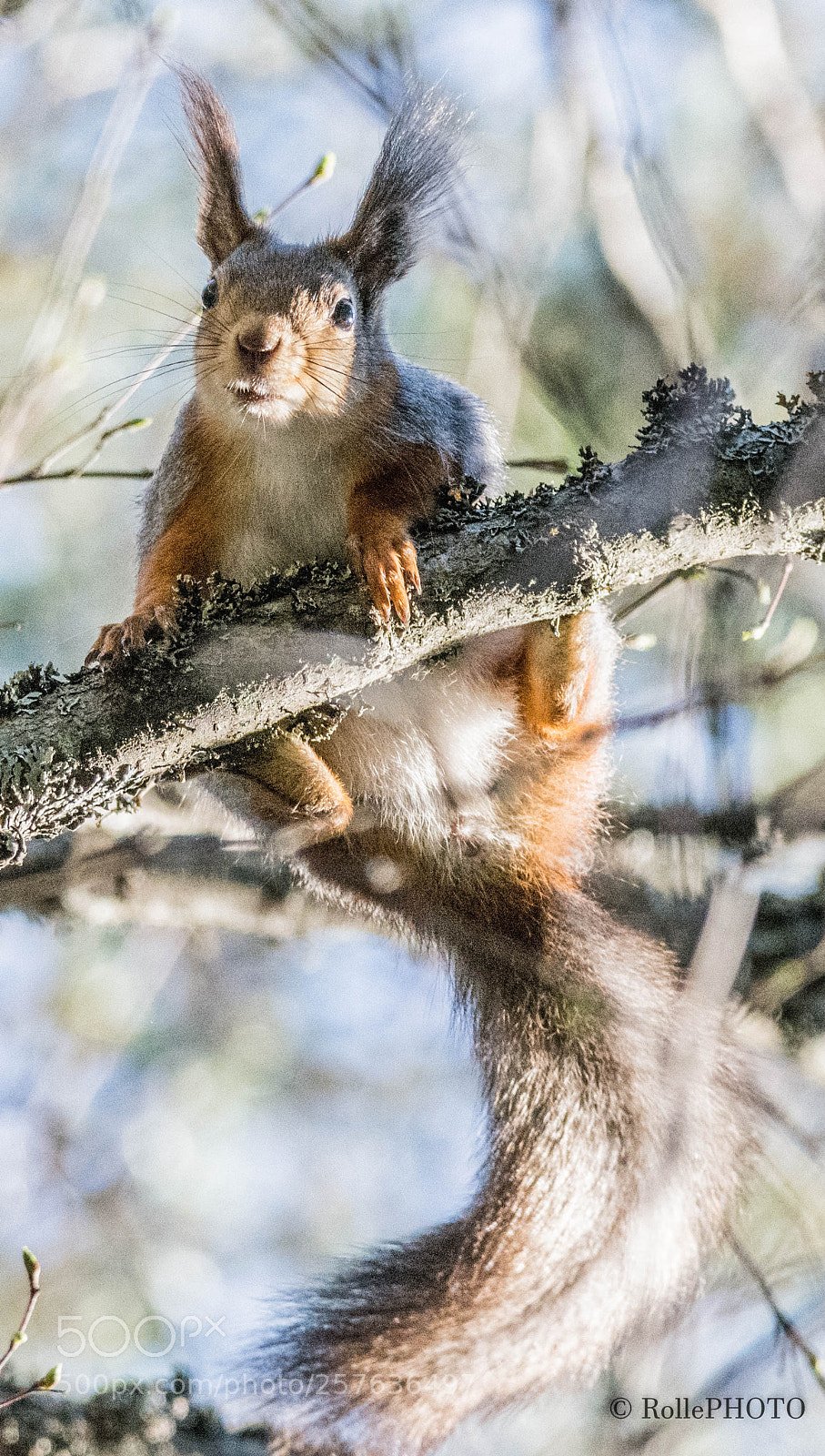 Nikon D7200 sample photo. Squirrel named puff photography