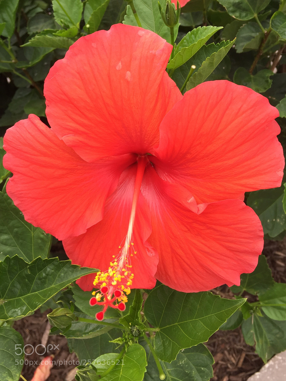 Apple iPhone 6 sample photo. Hibiscus flower  photography