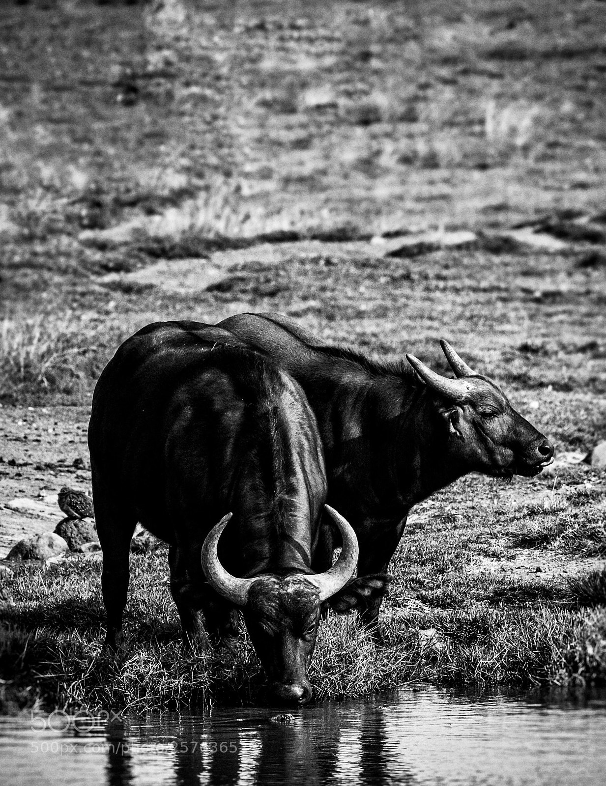 Nikon D5500 sample photo. Horns photography