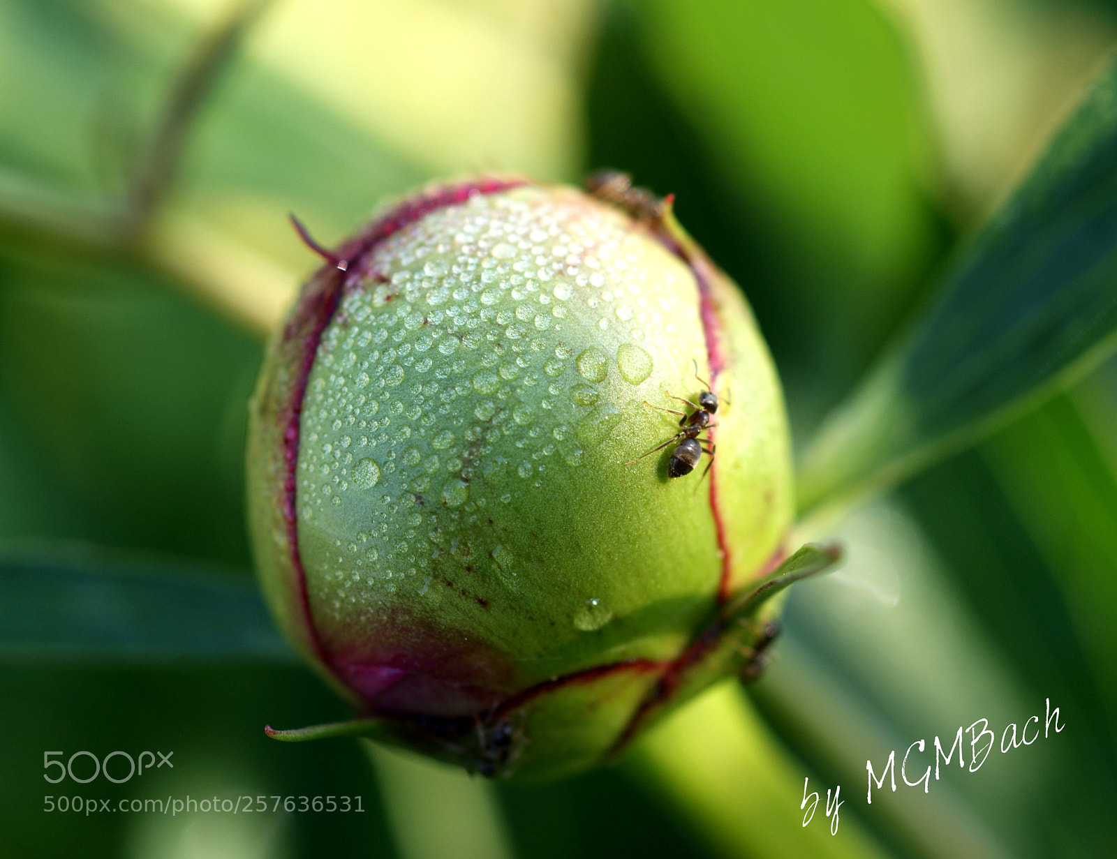 Sony Alpha DSLR-A350 sample photo. Little ant photography