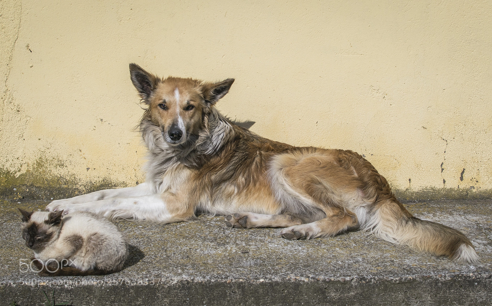 Nikon D5300 sample photo. Como perro y gato... photography