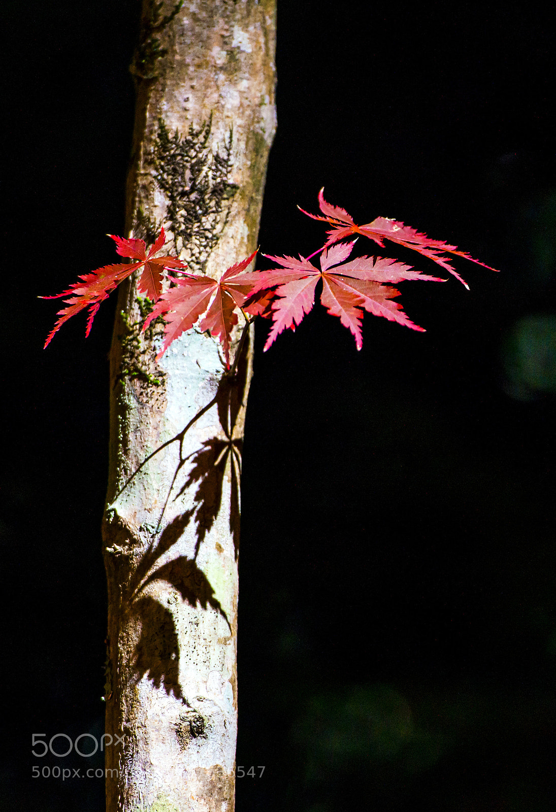 Nikon D800 sample photo. Syl photography