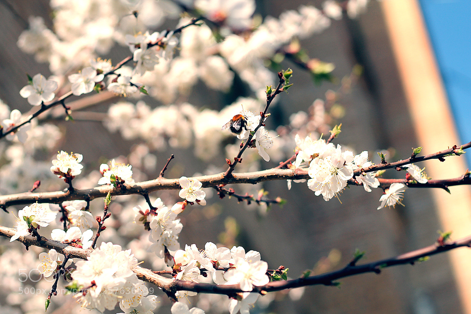 Canon EOS 1100D (EOS Rebel T3 / EOS Kiss X50) sample photo. Spring scene photography