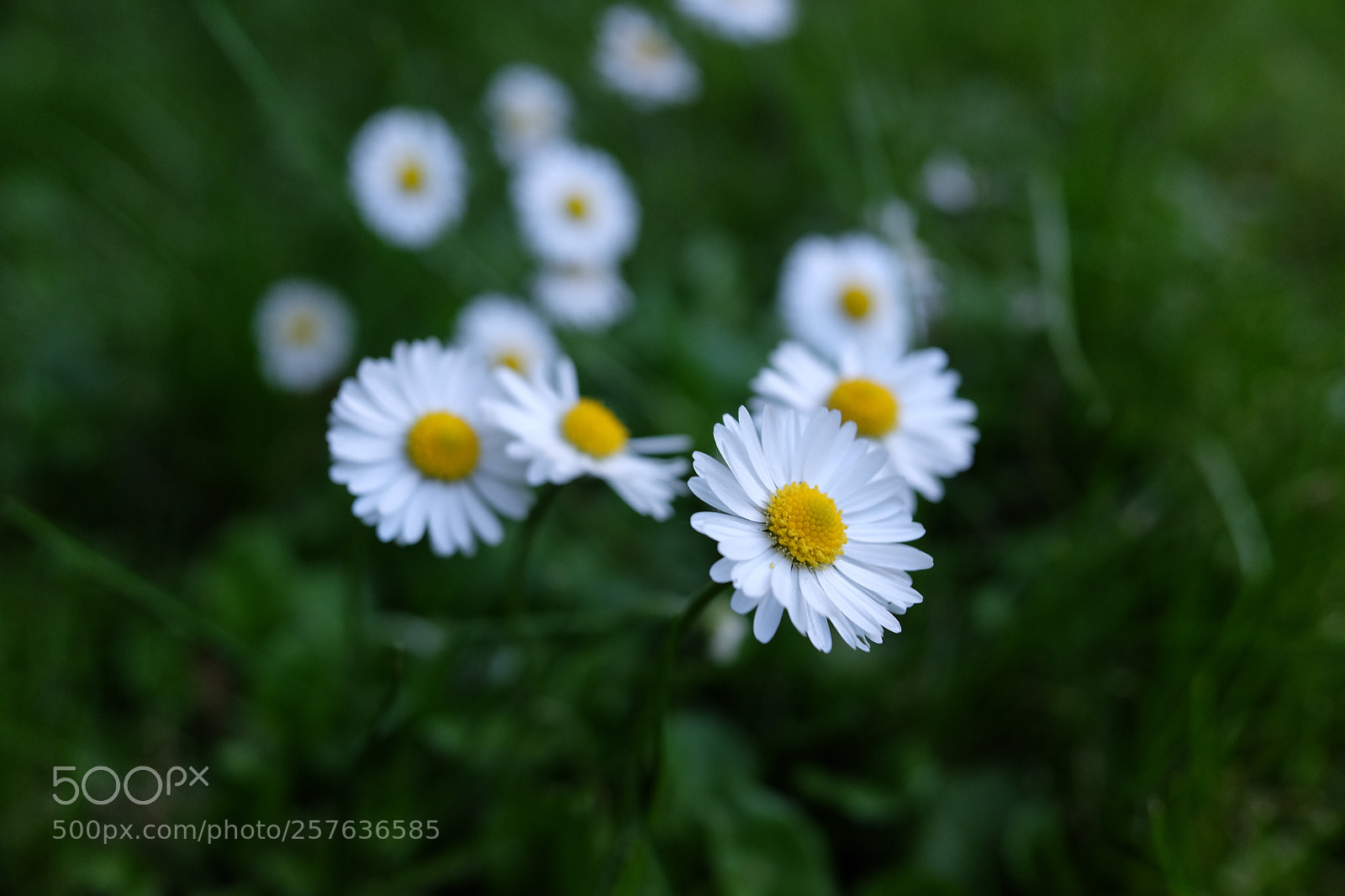 Fujifilm X70 sample photo. Margrietjes photography