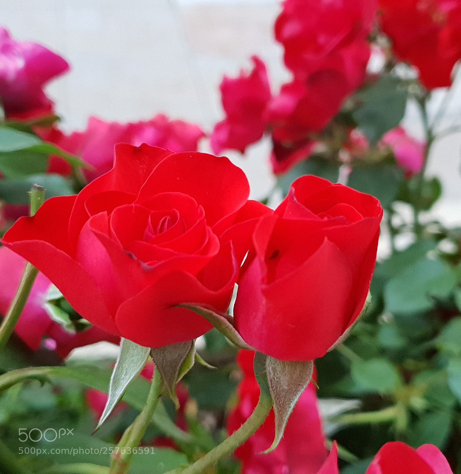 Samsung Galaxy S9+ sample photo. Untitled photography