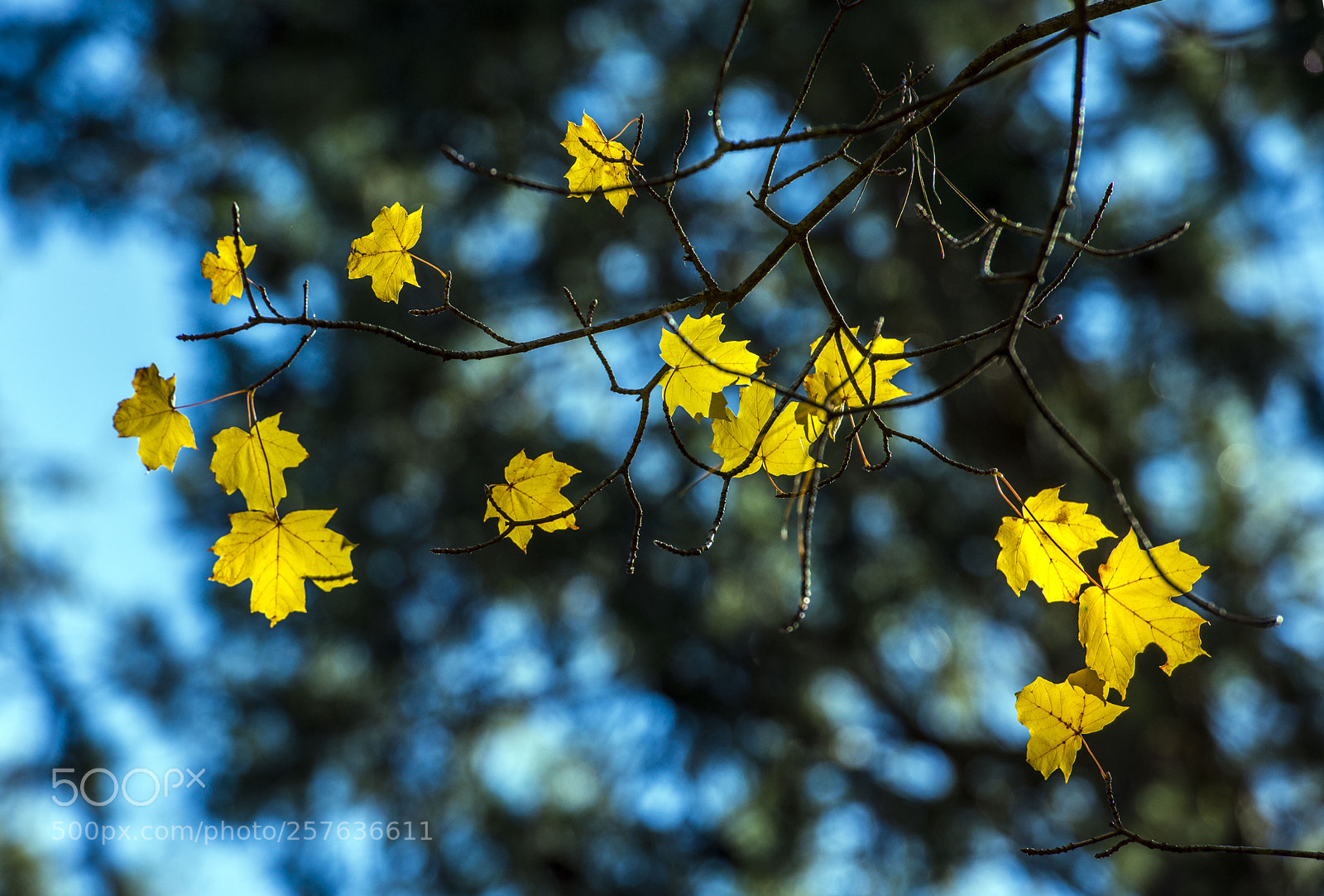 Nikon D800 sample photo. Syl photography