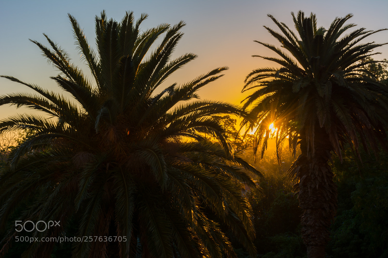 Nikon D7100 sample photo. Palmeras al atardecer photography