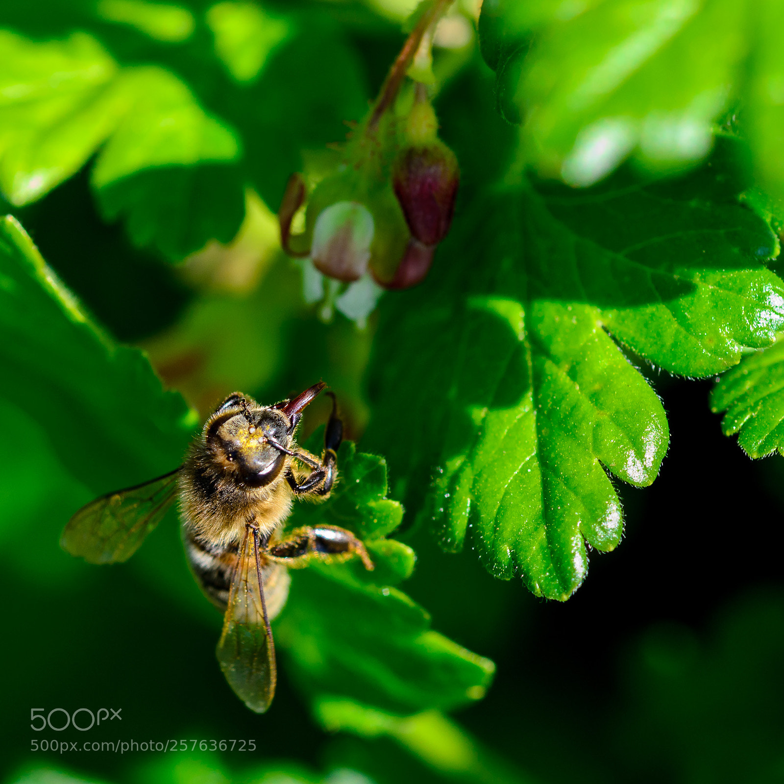 Nikon D7000 sample photo. Working bee photography