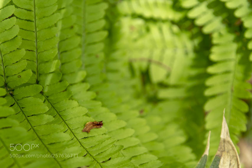 Sony ILCA-77M2 sample photo. Early summer photography