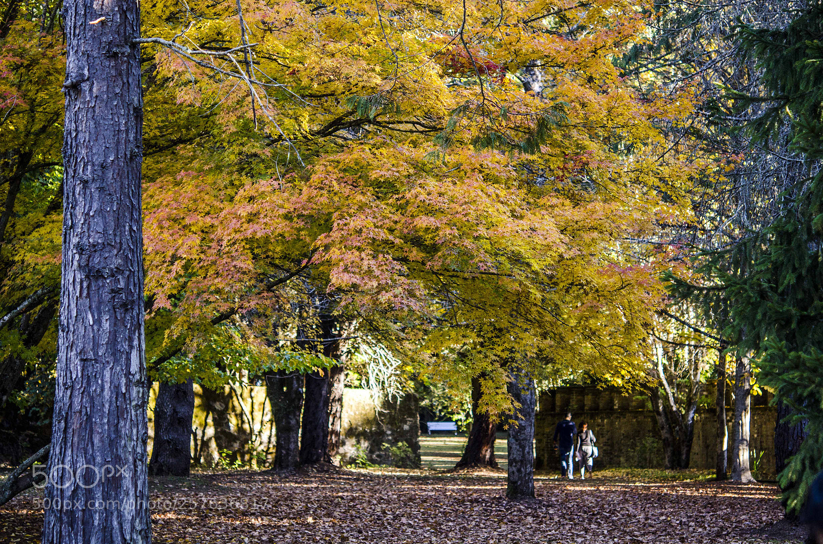 Nikon D7000 sample photo. Syl photography