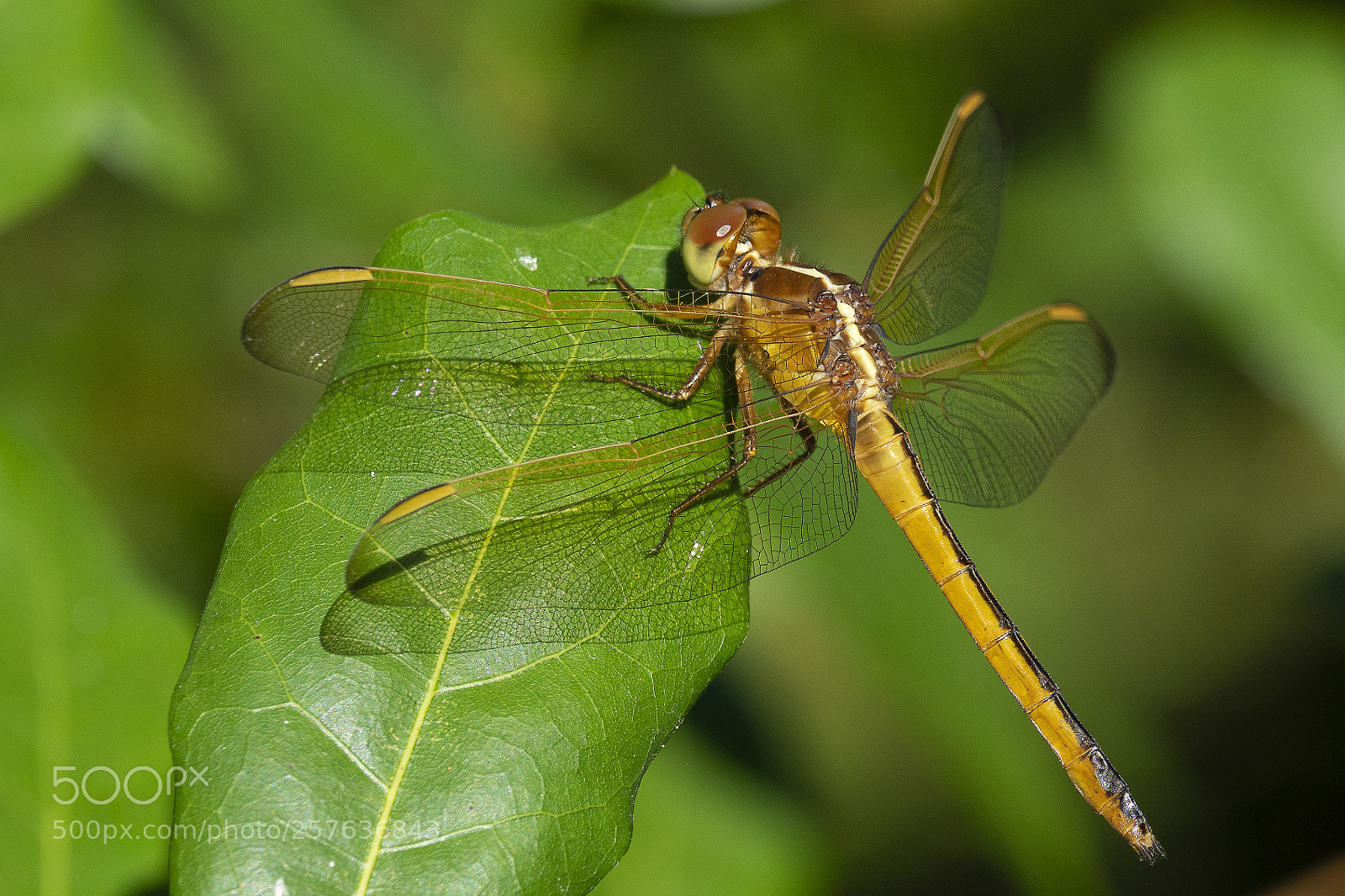 Olympus OM-D E-M1 Mark II sample photo. Golden skimmer dragonfly photography