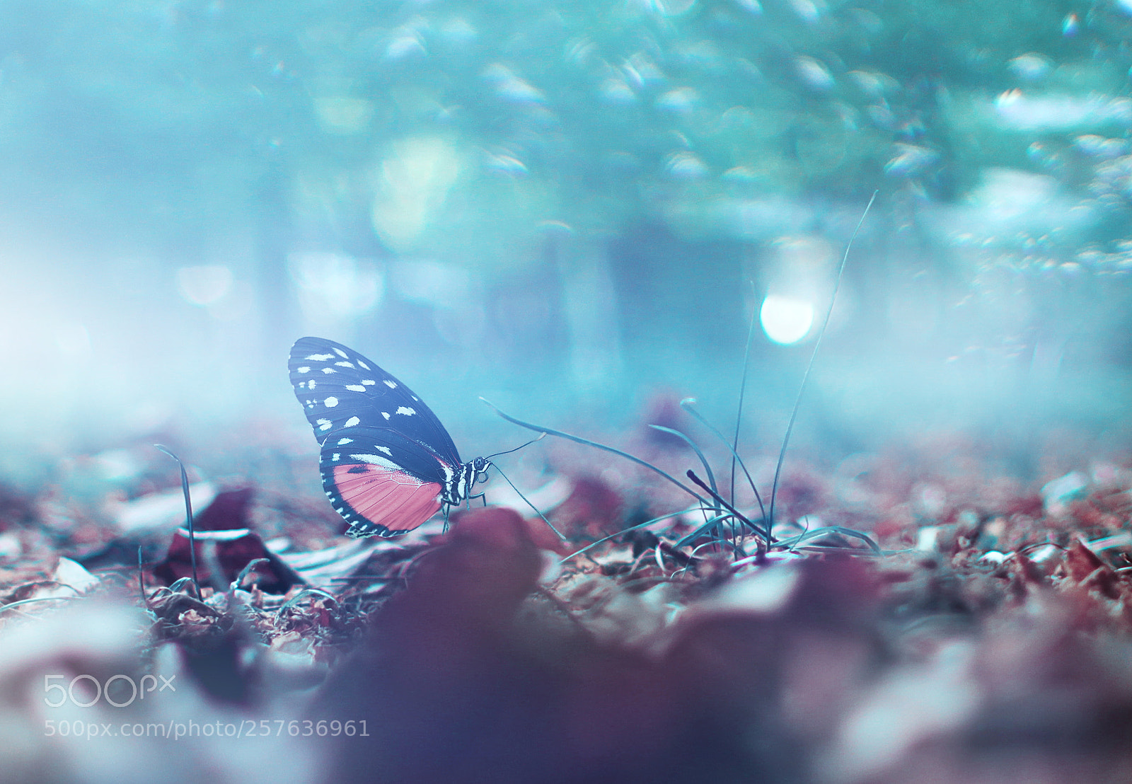 Canon EOS 700D (EOS Rebel T5i / EOS Kiss X7i) sample photo. Wings of a butterfly photography