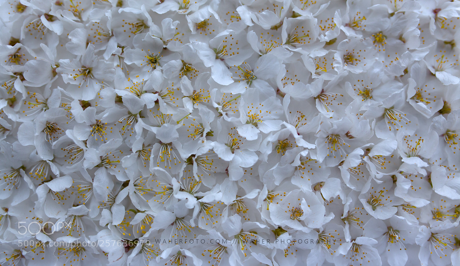 Canon EOS 5D Mark II sample photo. Untitled photography
