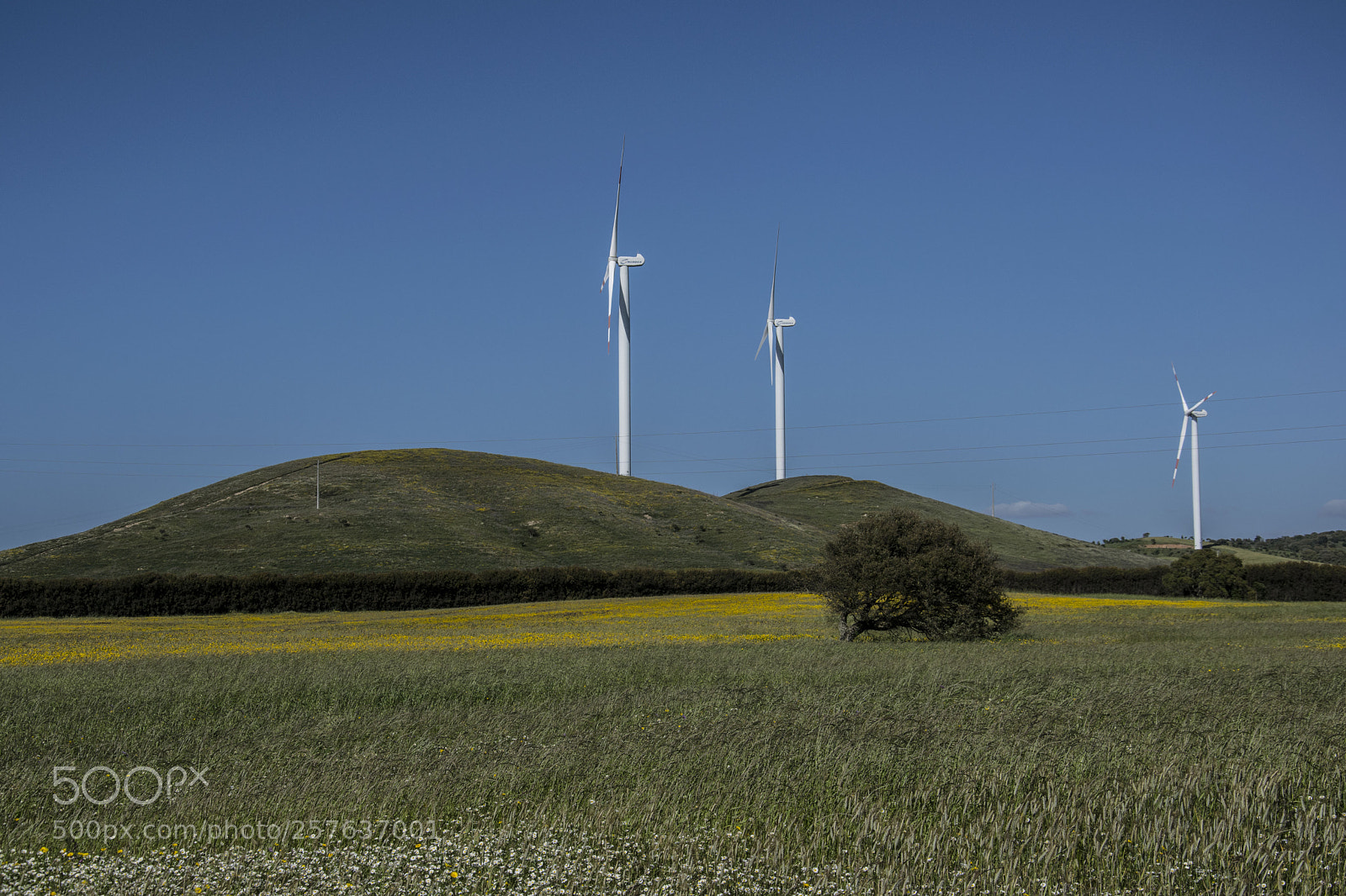 Nikon D3300 sample photo. Spring colours i photography