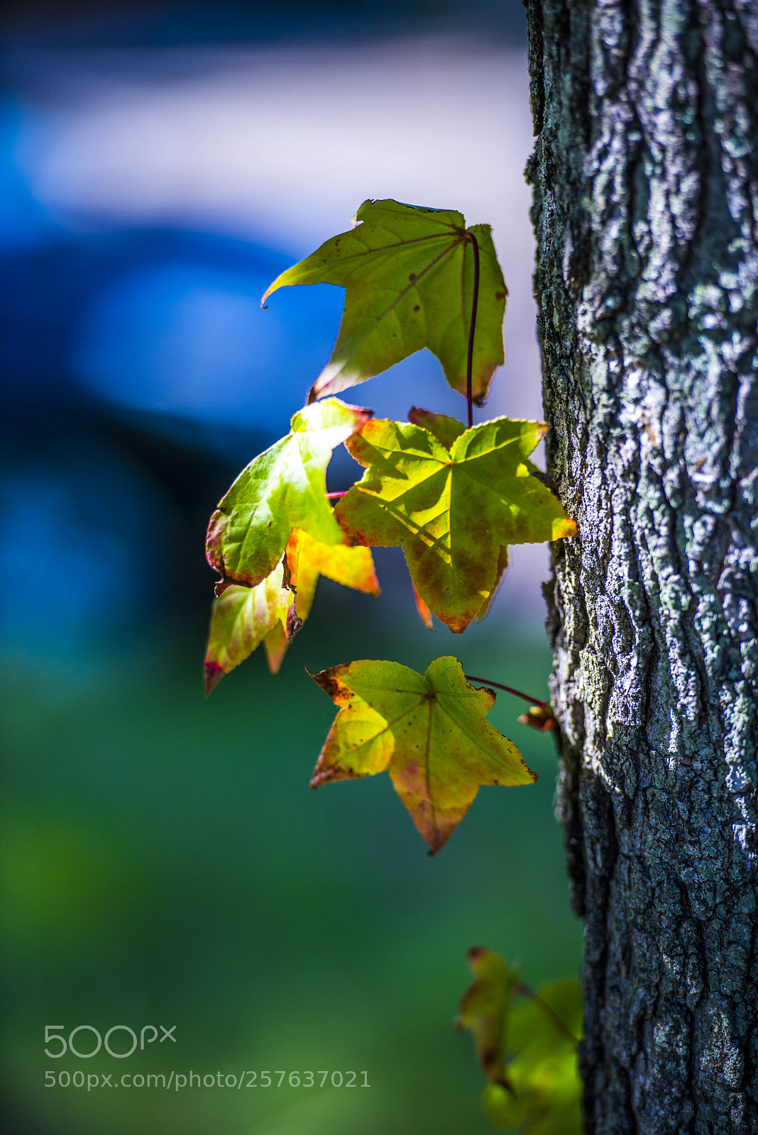 Nikon D800 sample photo. Syl photography