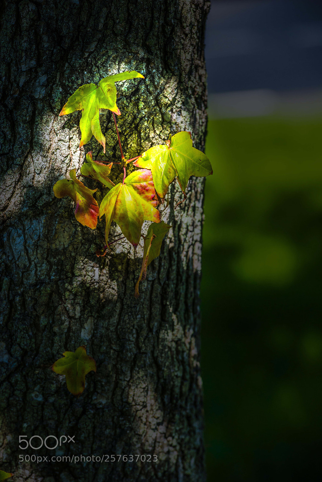 Nikon D800 sample photo. V photography