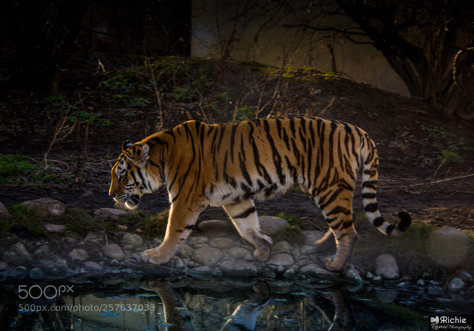 Nikon D7100 sample photo. Bengal tigar photography