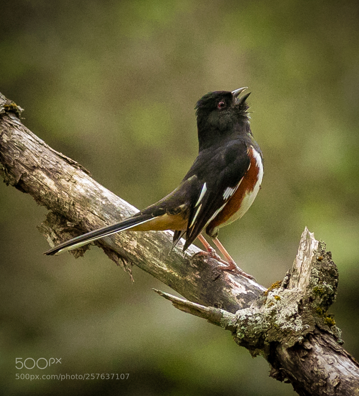 Canon EOS 7D Mark II sample photo. Towhee-time photography