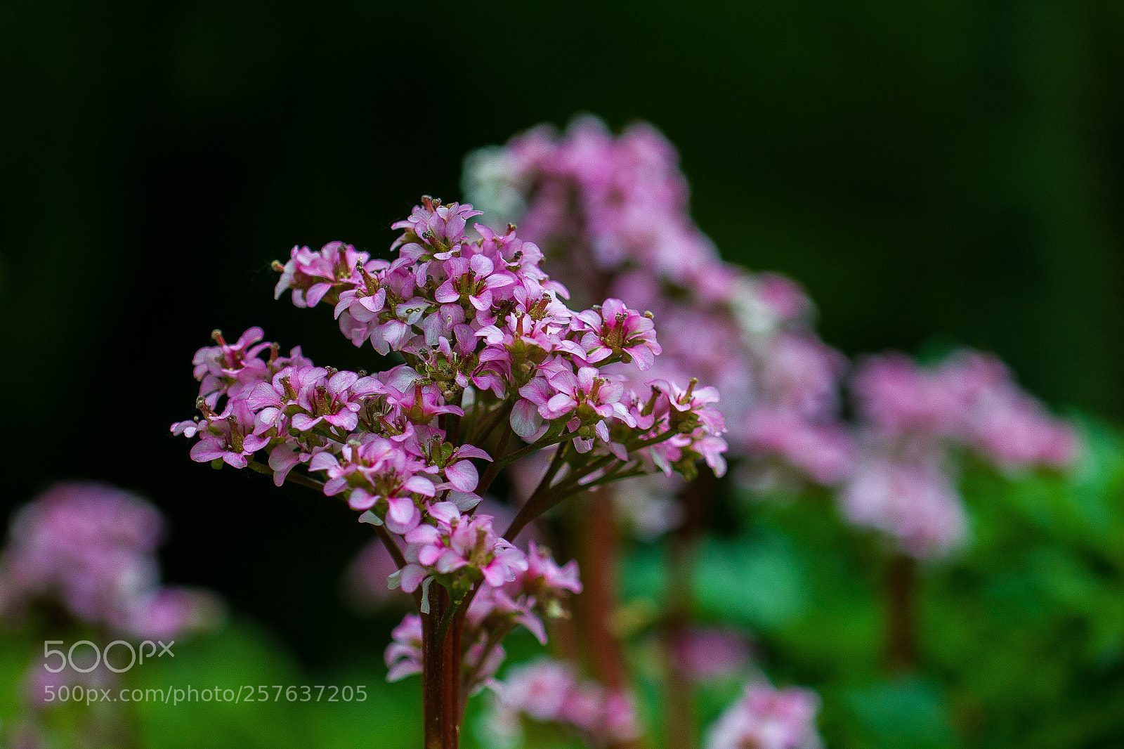 Canon EOS 550D (EOS Rebel T2i / EOS Kiss X4) sample photo. Pink flowers photography
