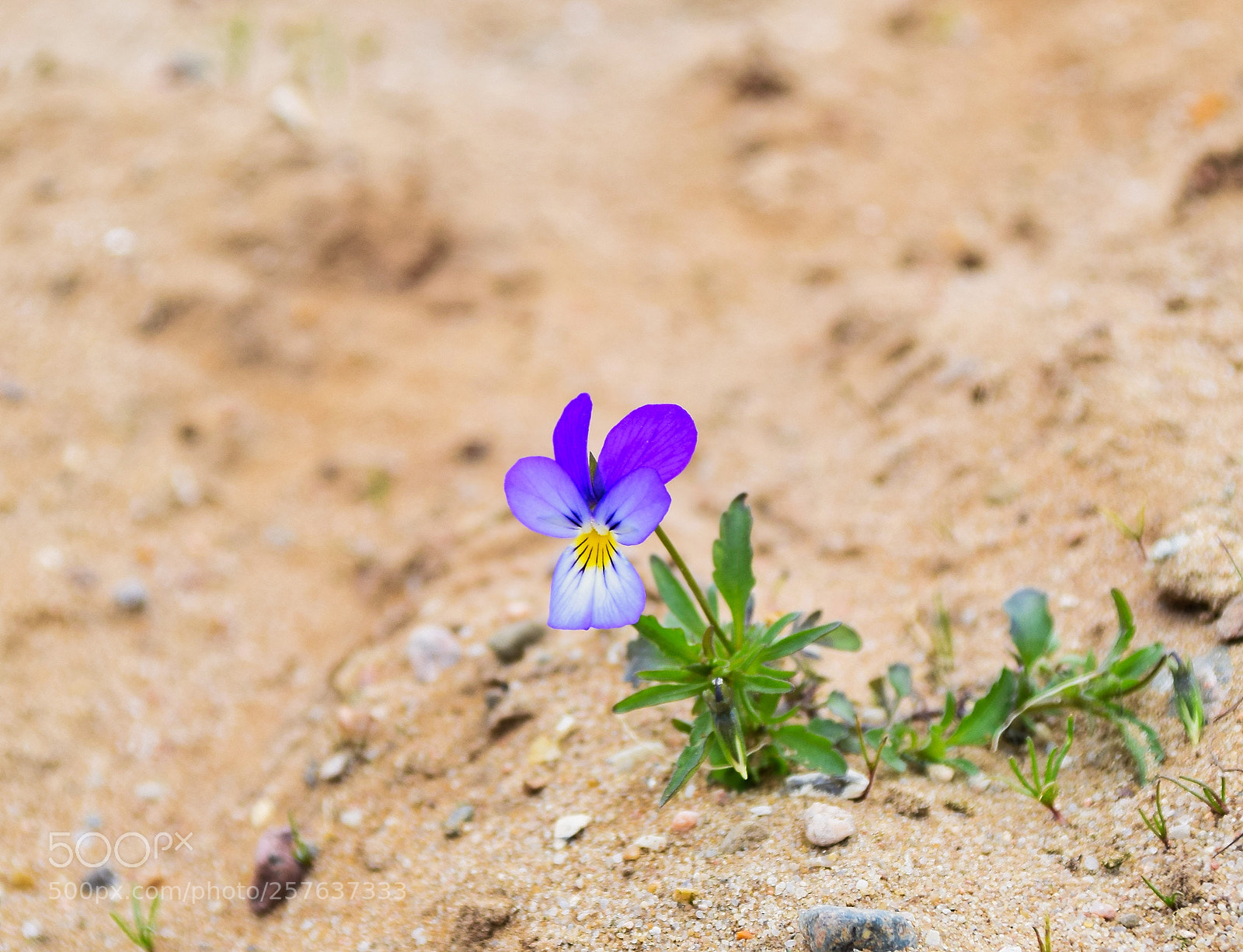 Nikon D3300 sample photo. Sie suchen sich ihren photography