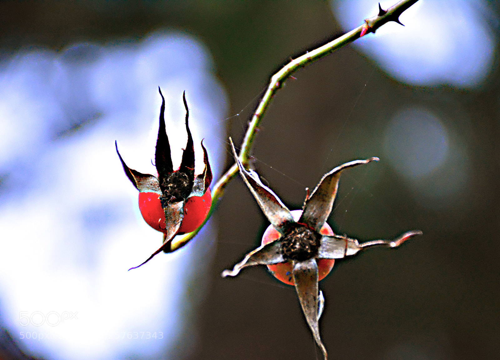 Nikon D5200 sample photo. Last roses photography
