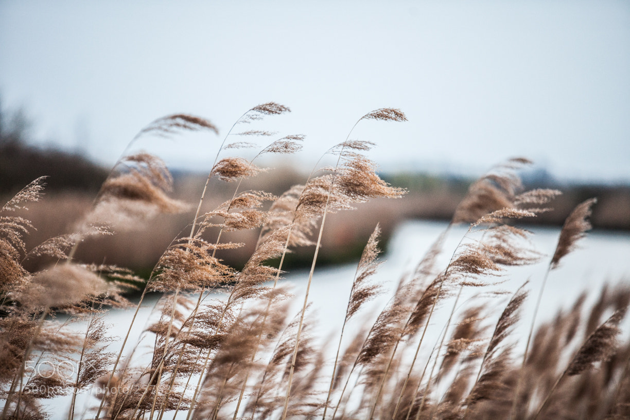Canon EOS 5D Mark II sample photo. Wind photography