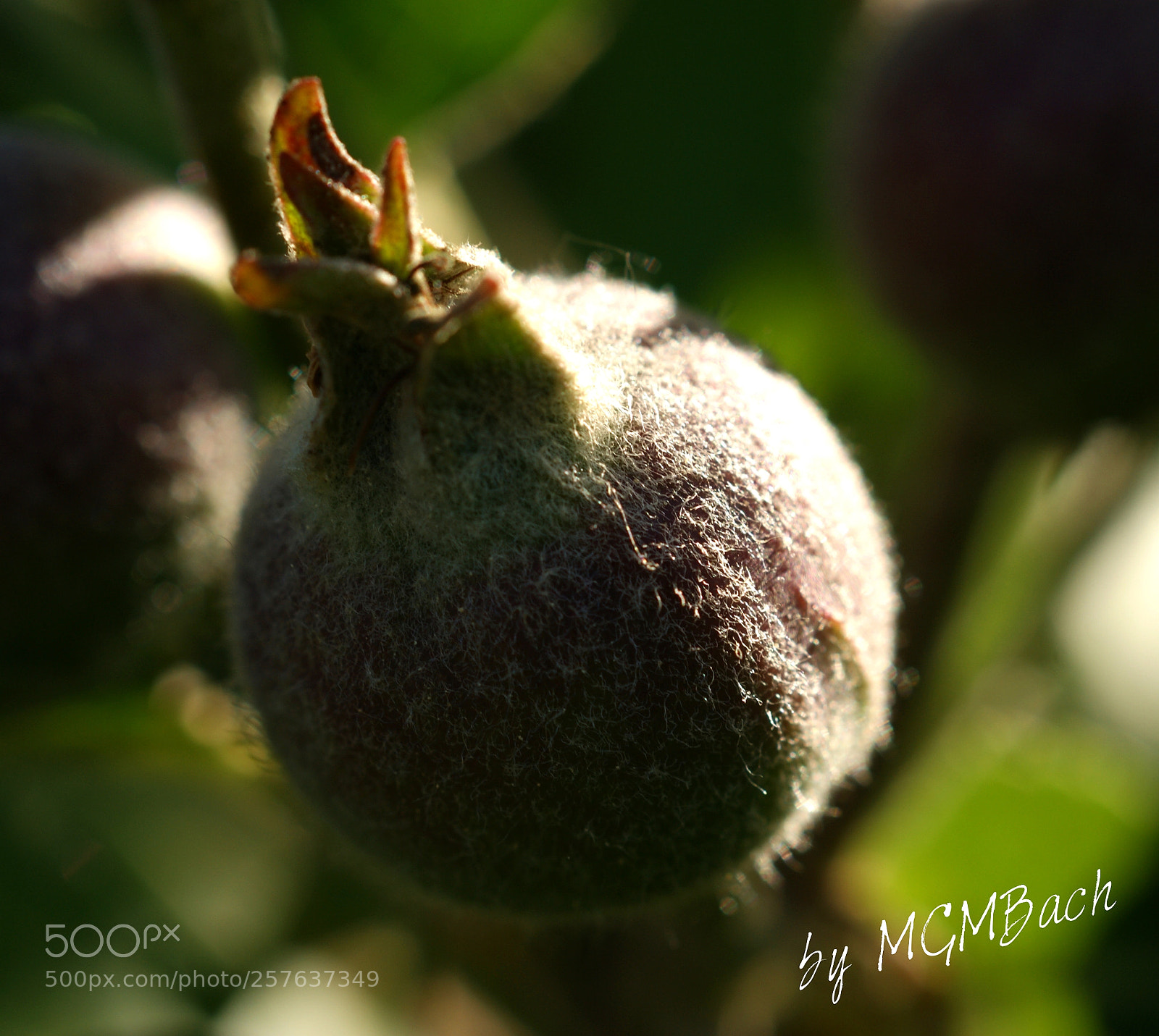 Sony Alpha DSLR-A350 sample photo. Apple photography