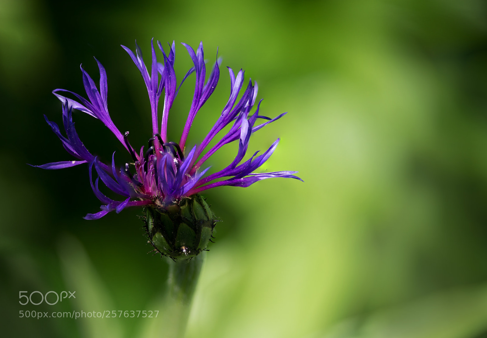 Nikon D610 sample photo. Centaurea photography