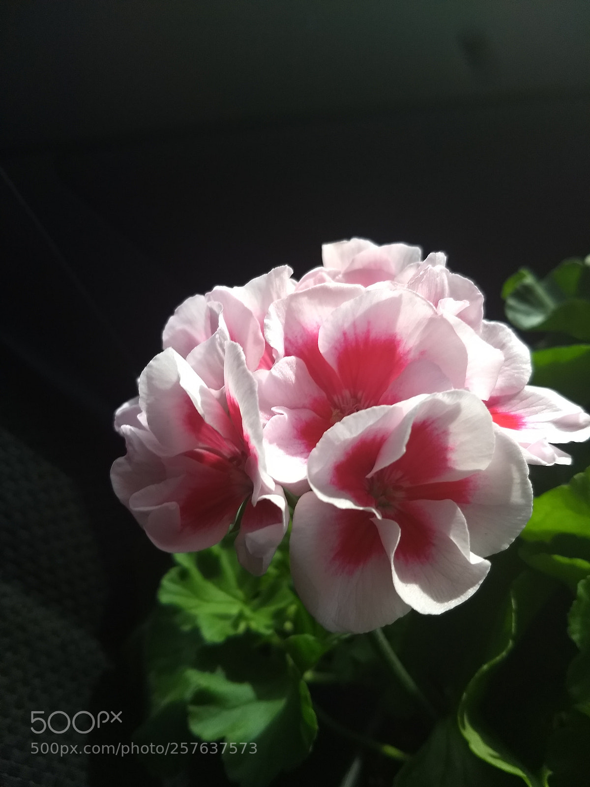 Motorola Moto G (5) Plus sample photo. Pink photography