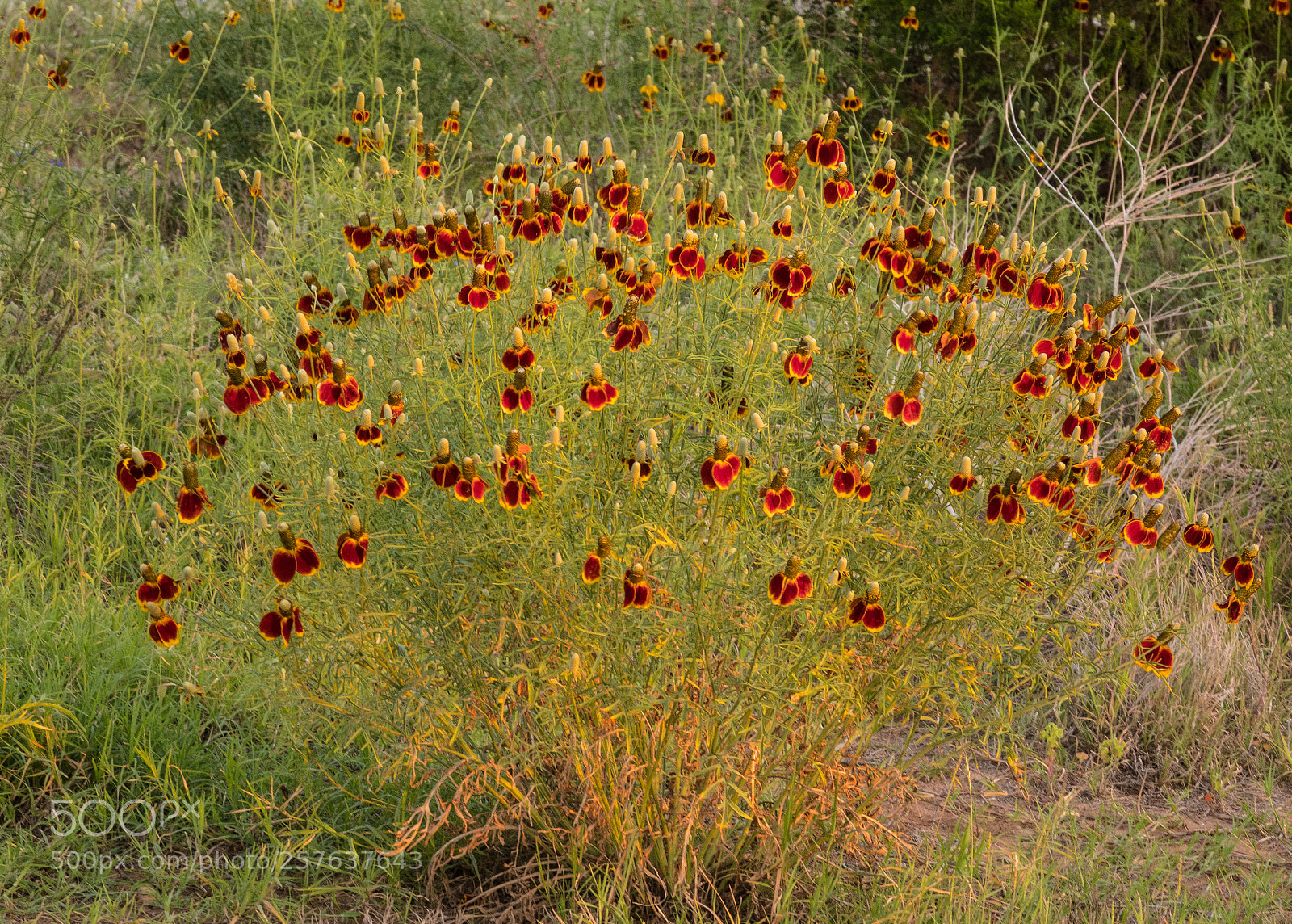 Sony Cyber-shot DSC-RX10 IV sample photo. Wildflower at golden hour photography