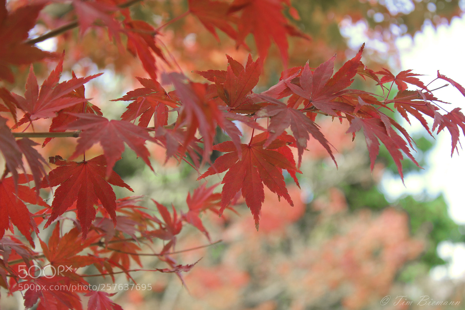 Canon EOS 550D (EOS Rebel T2i / EOS Kiss X4) sample photo. Japanese maple photography