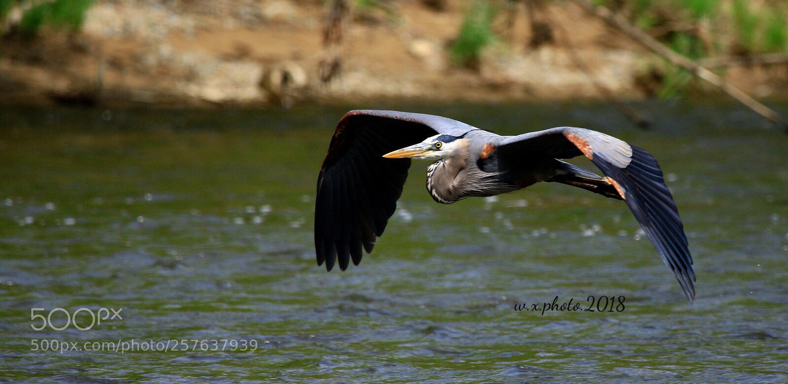 Canon EOS 7D Mark II sample photo. Fly photography
