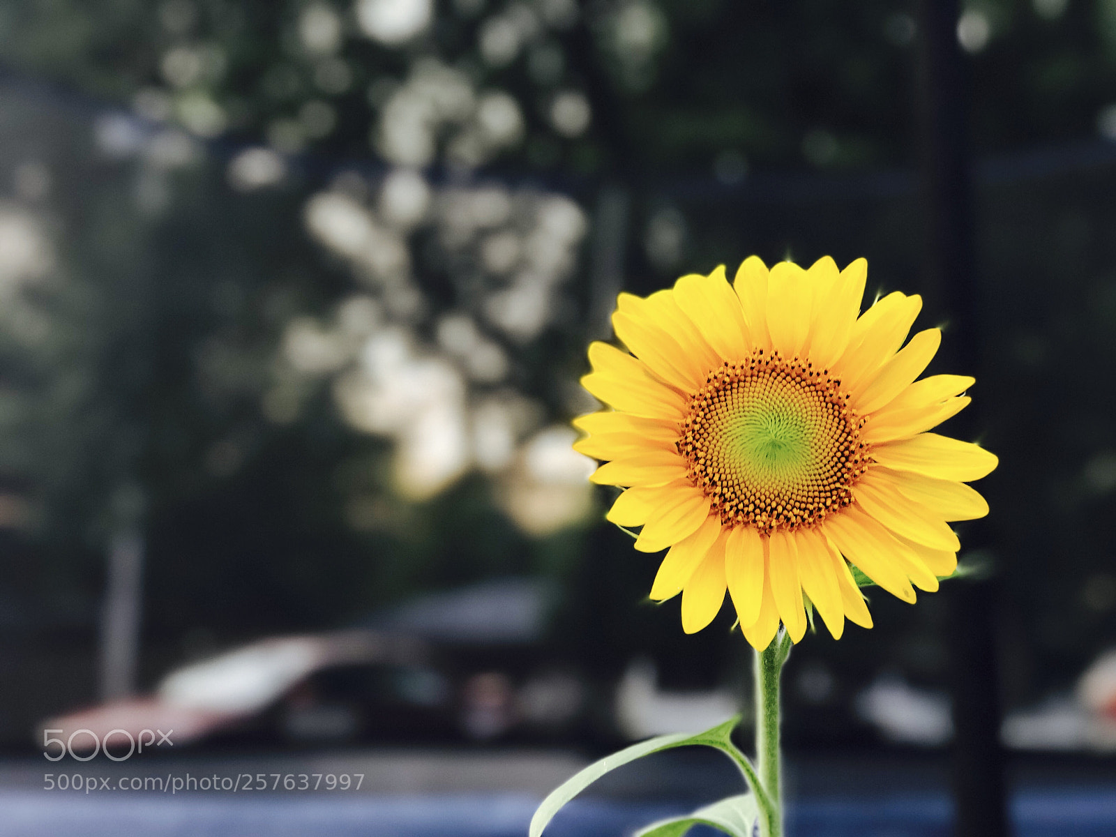 Apple iPhone 7 Plus sample photo. Untitled photography
