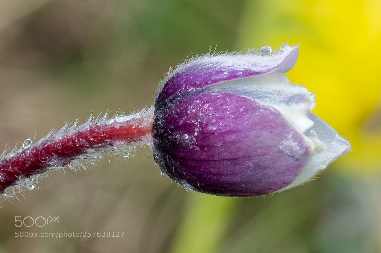 Nikon D850 sample photo. Beauty photography