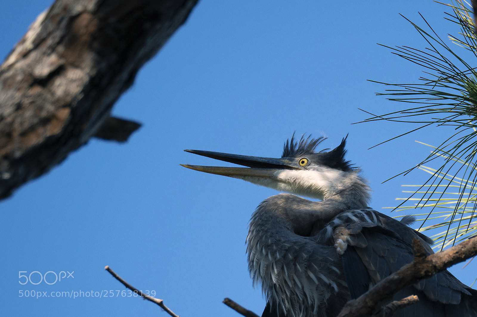 Olympus OM-D E-M1 Mark II sample photo. Great blue heron photography