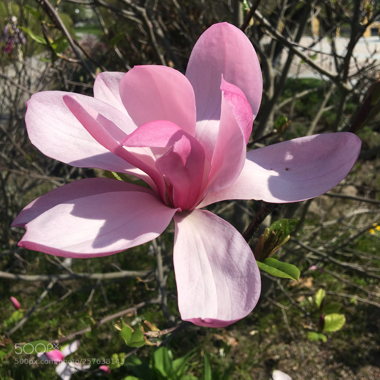 Apple iPhone 6s sample photo. Untitled photography
