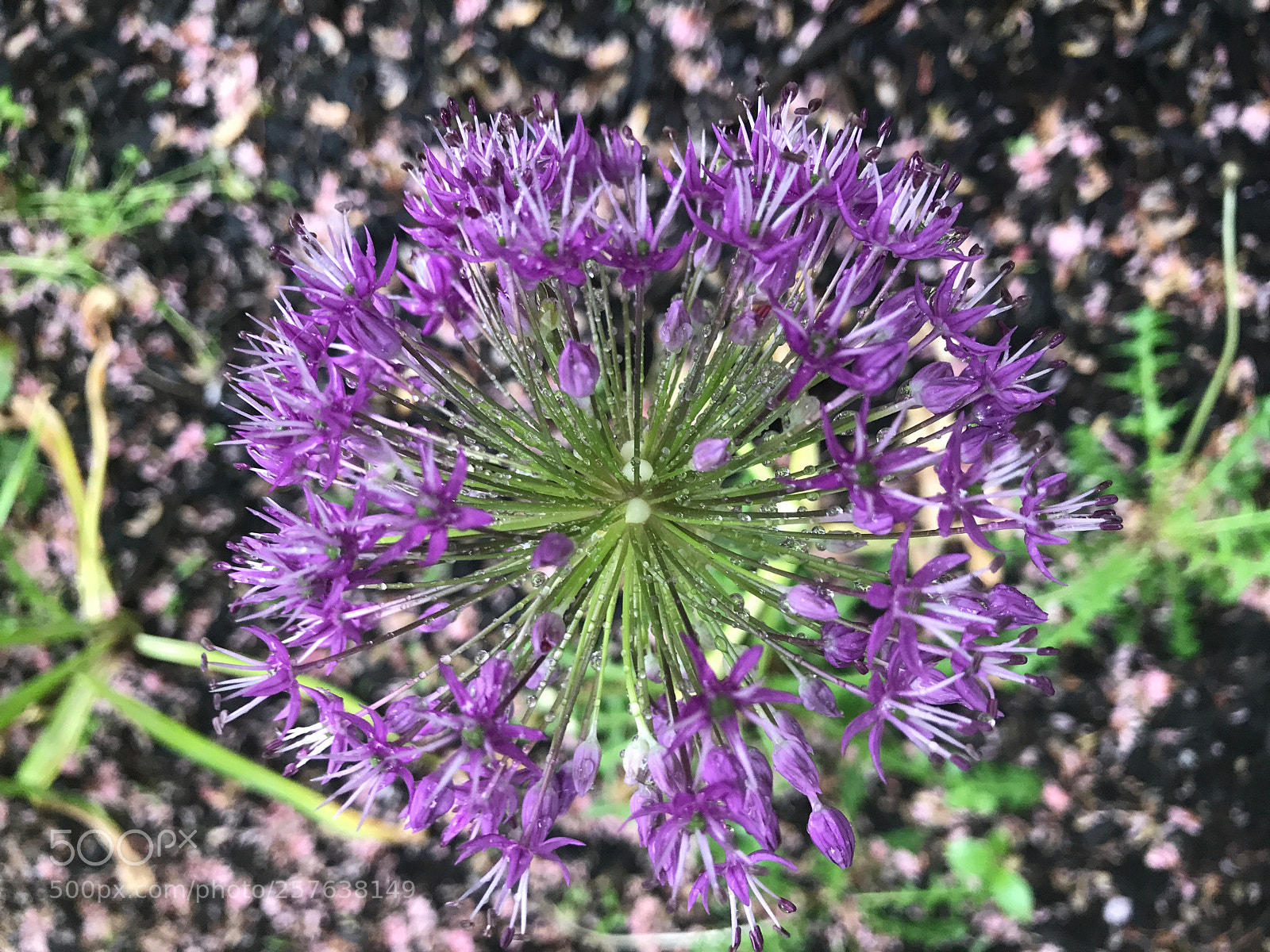 Apple iPhone 7 Plus sample photo. Morning dew photography