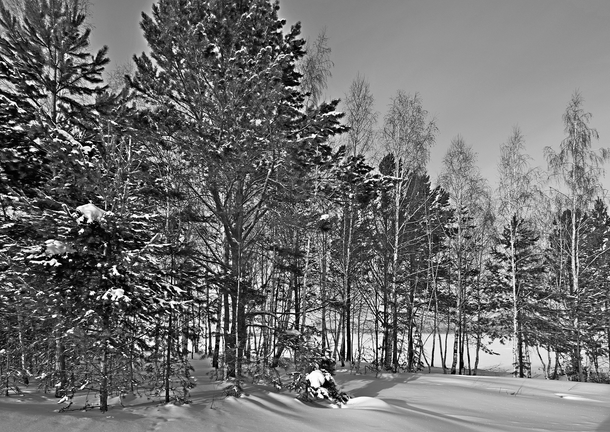 Nikon D7000 sample photo. Опушка. Оттенки серого photography