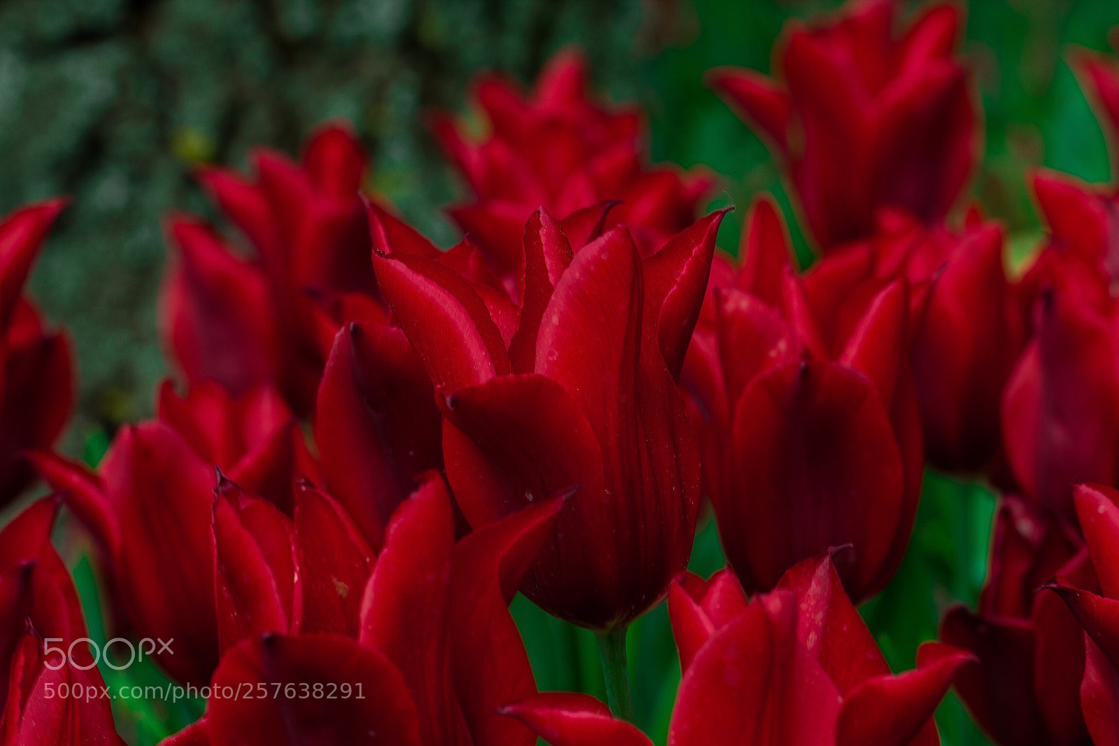 Canon EOS 550D (EOS Rebel T2i / EOS Kiss X4) sample photo. Red tulips photography