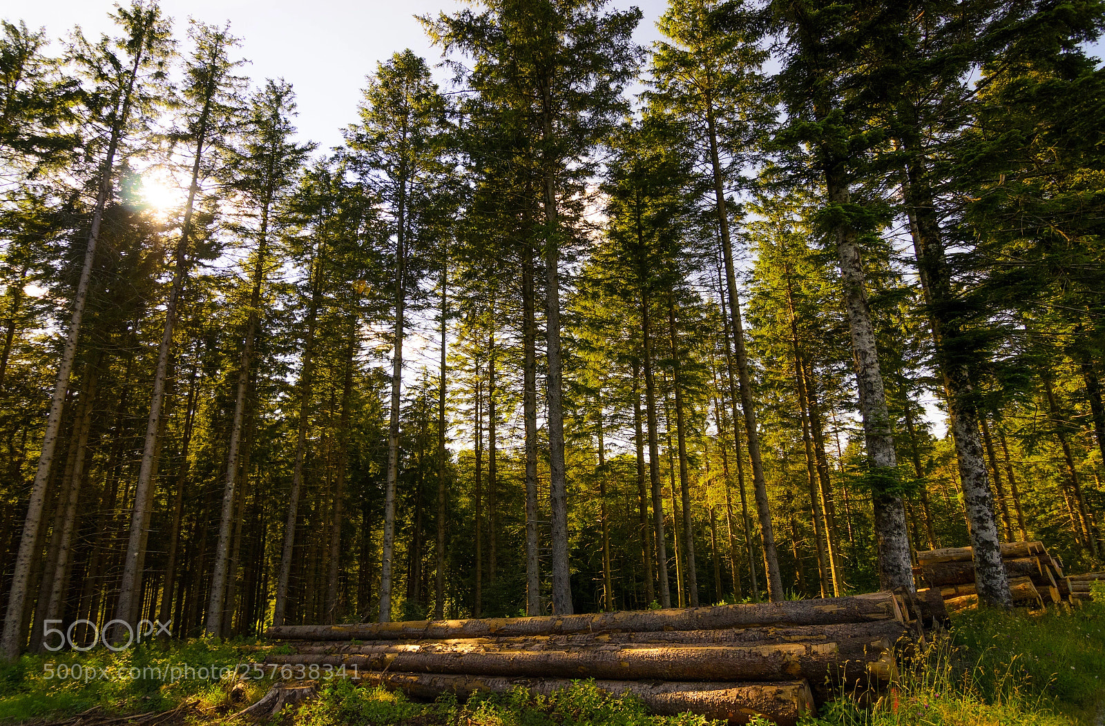 Nikon D7000 sample photo. Lumber photography