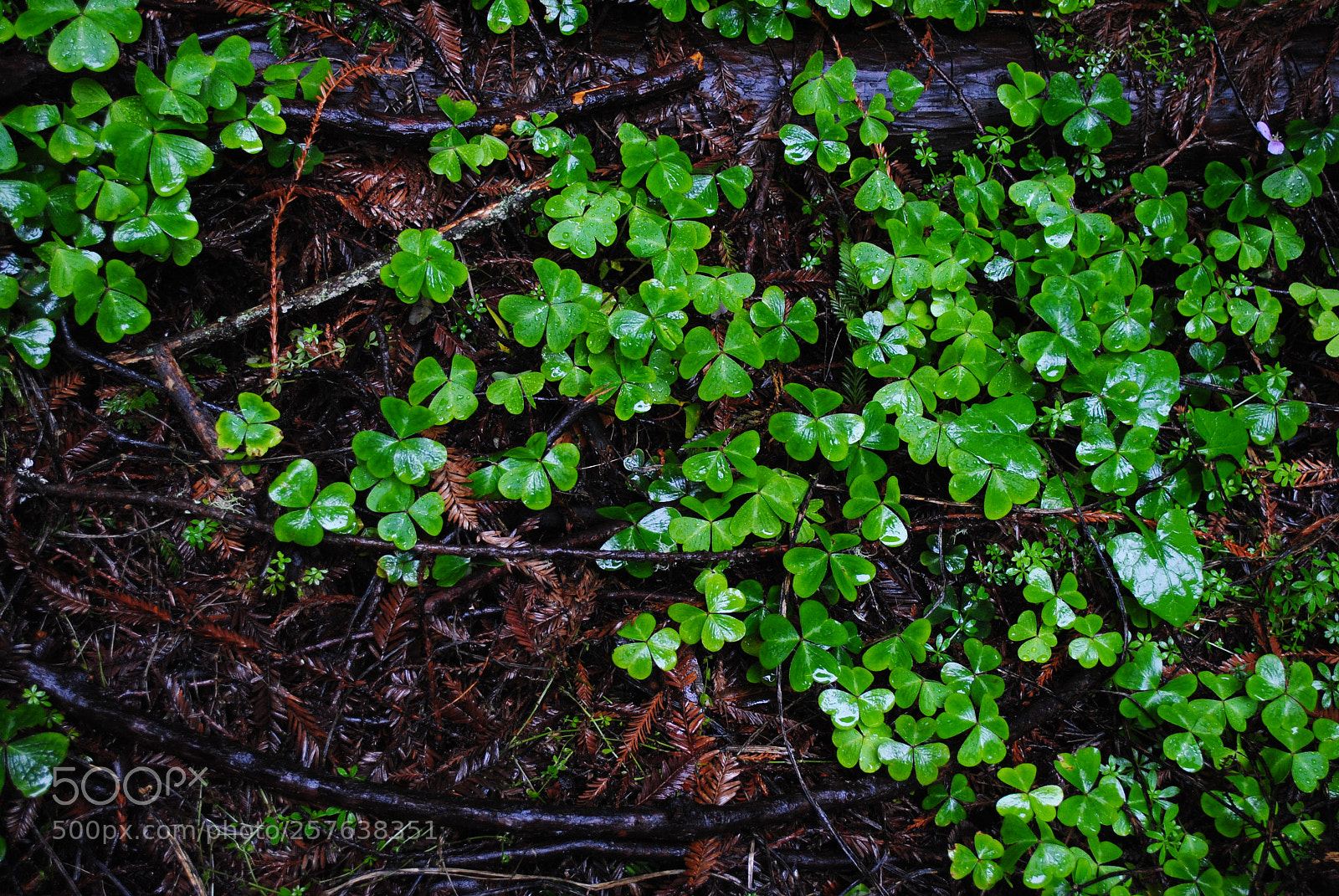 Nikon D3000 sample photo. Muir woods ii photography