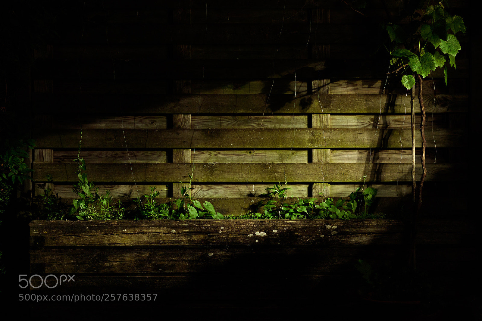Canon EOS 750D (EOS Rebel T6i / EOS Kiss X8i) sample photo. Garden at night photography