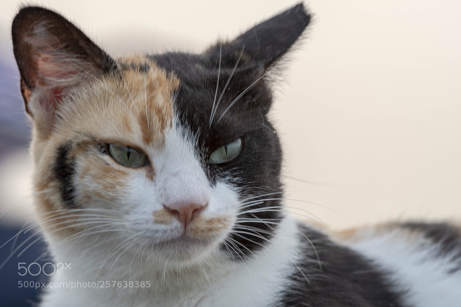 Nikon D500 sample photo. Untitled photography