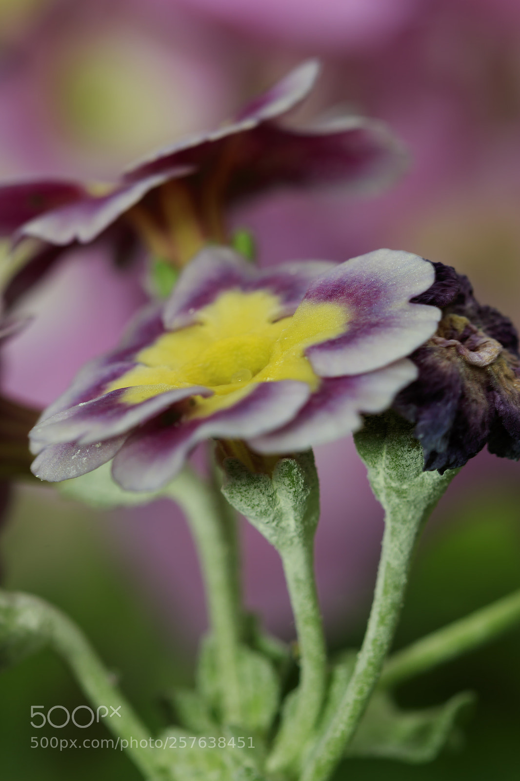 Canon EOS 7D Mark II sample photo. Pastels photography