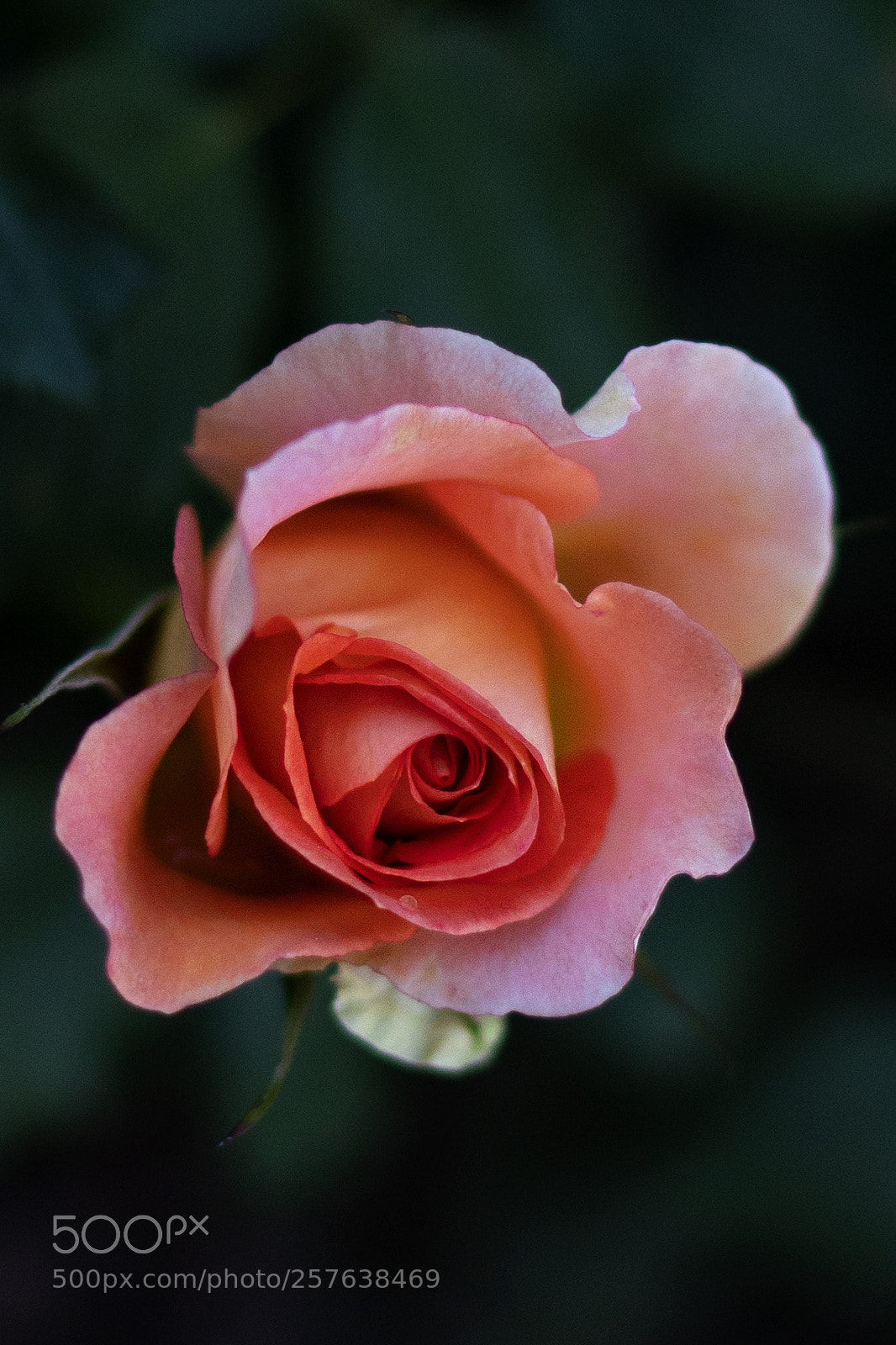 Sony a7R III sample photo. Dsc photography